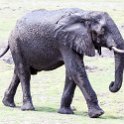 BWA NW Chobe 2016DEC04 NP 054 : 2016, 2016 - African Adventures, Africa, Botswana, Chobe National Park, Date, December, Month, Northwest, Places, Southern, Trips, Year